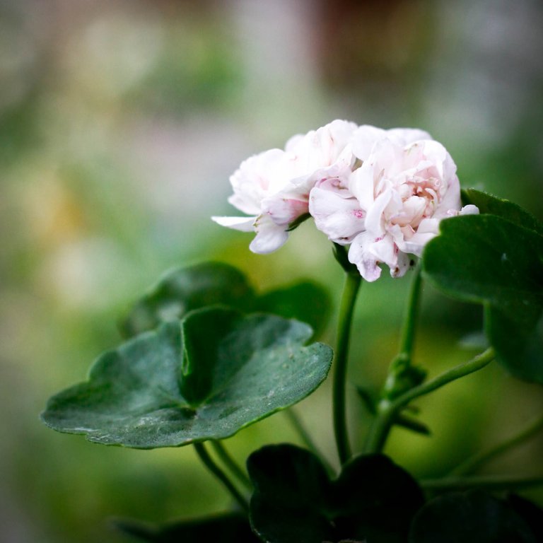 Pelargonium 'Viva Carolina' 8 cm