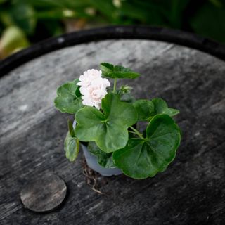 Pelargonium 'Viva Carolina'