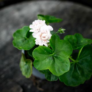 Pelargonium 'Viva Carolina'