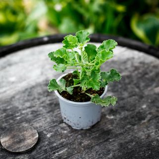 Pelargonium 'Torento' (Coca Cola doft)