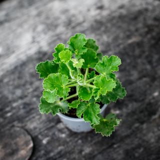 Pelargonium 'Torento' (Coca Cola doft)