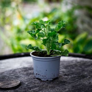 Pelargonium 'Torento' (Coca Cola doft)