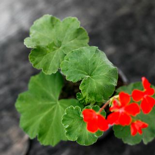 Pelargonium inquinans