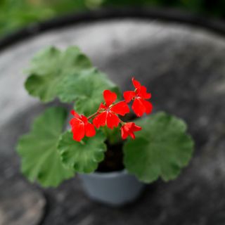 Pelargonium inquinans