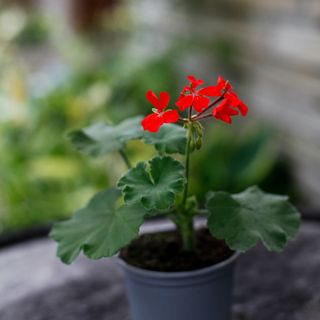 Pelargonium inquinans