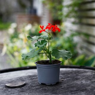 Pelargonium inquinans