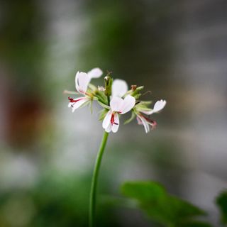 Pelargonium mutans