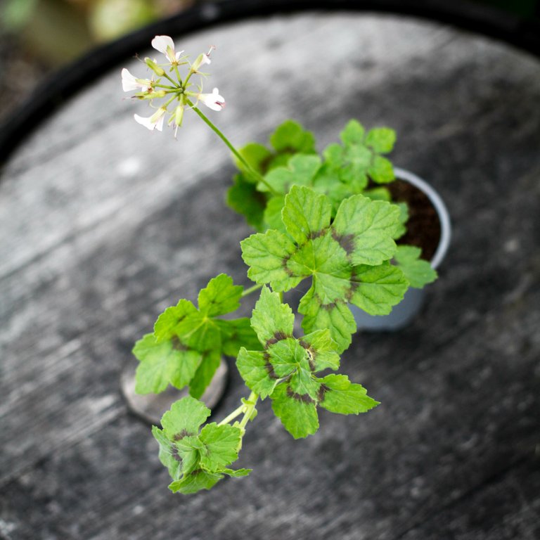 Pelargonium mutans 8 cm