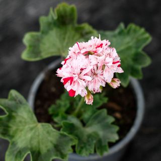 Pelargonium 'Rookley'