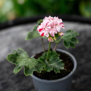 Pelargonium 'Rookley'