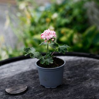 Pelargonium 'Rookley'