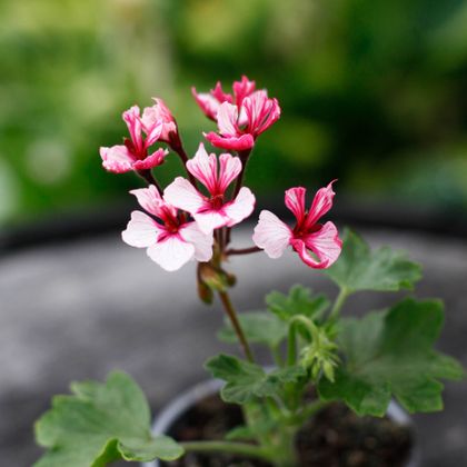 Pelargonium Kelette