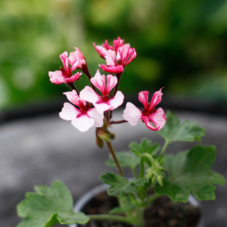 Pelargonium 'Kelette' 8 cm