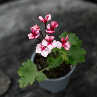 Pelargonium 'Kelette'