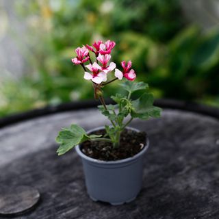Pelargonium 'Kelette'