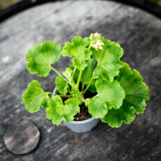 Pelargonium 'Tant Fridas Äppelblom'
