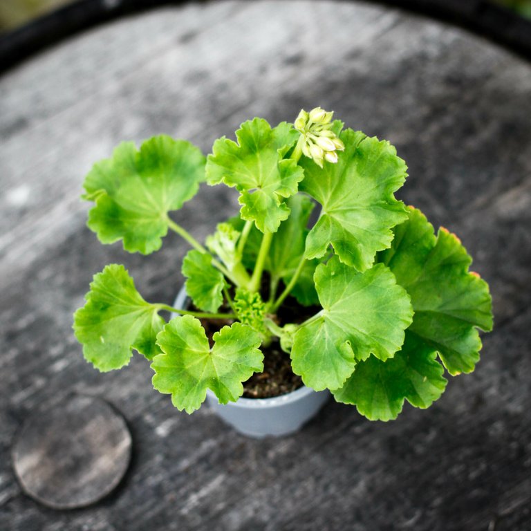 Pelargonium 'Tant Fridas Äppelblom' 8 cm