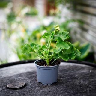 Pelargonium 'Tant Fridas Äppelblom'