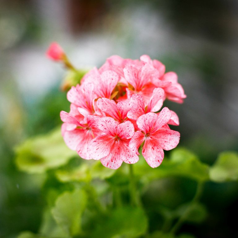 Pelargonium 'Odensjö Vild och Vacker' 8 cm