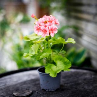 Pelargonium 'Odensjö Vild och Vacker'