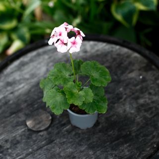 Pelargonium 'Rushmoor Picotee Perfection'