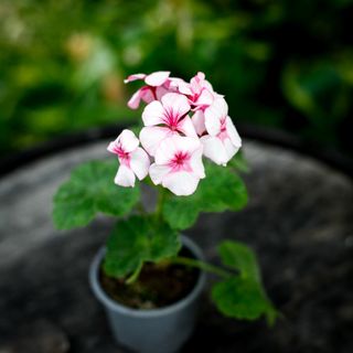 Pelargonium 'Rushmoor Picotee Perfection'