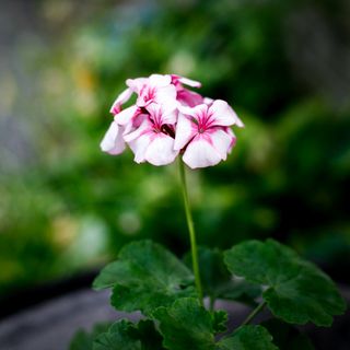 Pelargonium 'Rushmoor Picotee Perfection'