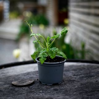Pelargonium ionidiflorum
