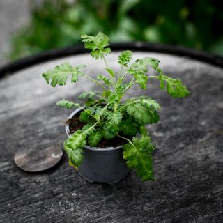 Pelargonium ionidiflorum