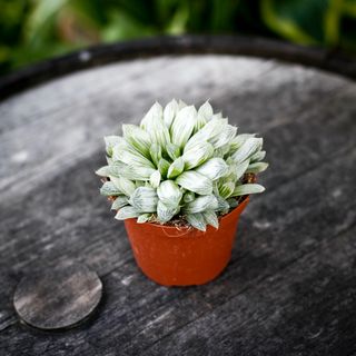 Haworthia 'White Tiger' 10,5 cm