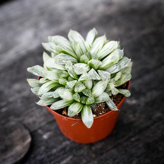 Haworthia 'White Tiger' 10,5 cm