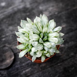 Haworthia 'White Tiger' 10,5 cm