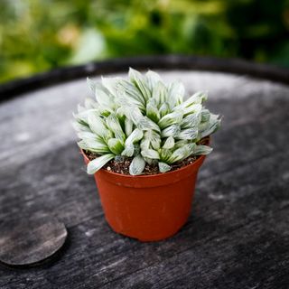 Haworthia 'White Tiger' 10,5 cm