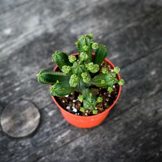 Euphorbia tubiglans 10,5 cm