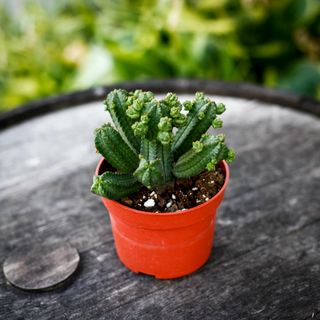 Euphorbia tubiglans 10,5 cm