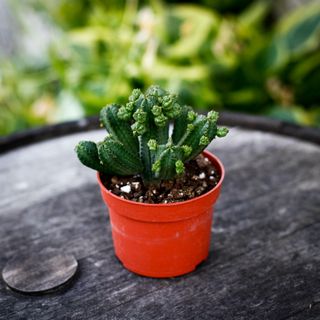 Euphorbia tubiglans 10,5 cm