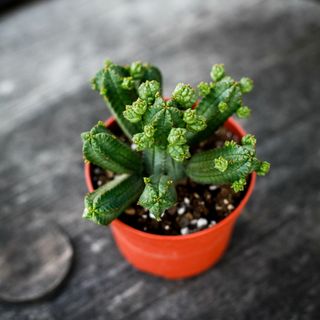 Euphorbia tubiglans 10,5 cm