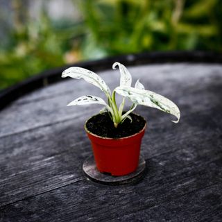 Rhaphidophora puberula 'Variegata'