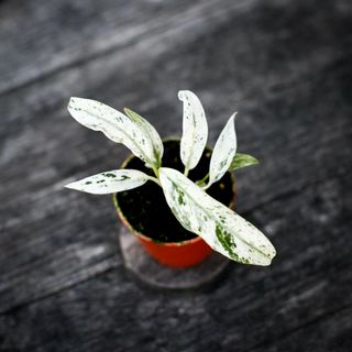 Rhaphidophora puberula 'Variegata'