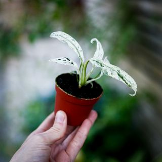 Rhaphidophora puberula 'Variegata'
