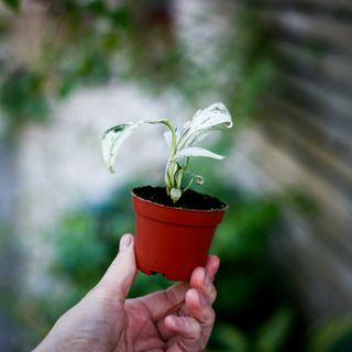 Rhaphidophora puberula 'Variegata'