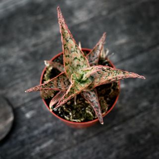 Aloe 'Carola' 8,5 cm