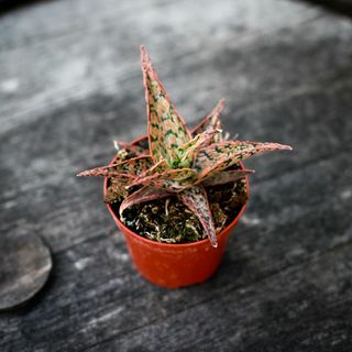 Aloe 'Carola' 8,5 cm