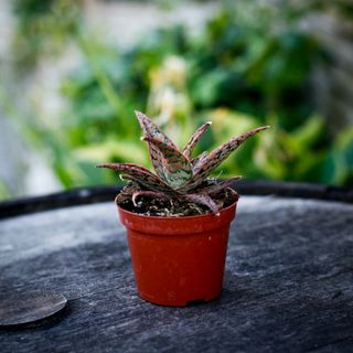 Aloe 'Carola' 8,5 cm
