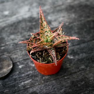 Aloe 'Carola' 8,5 cm