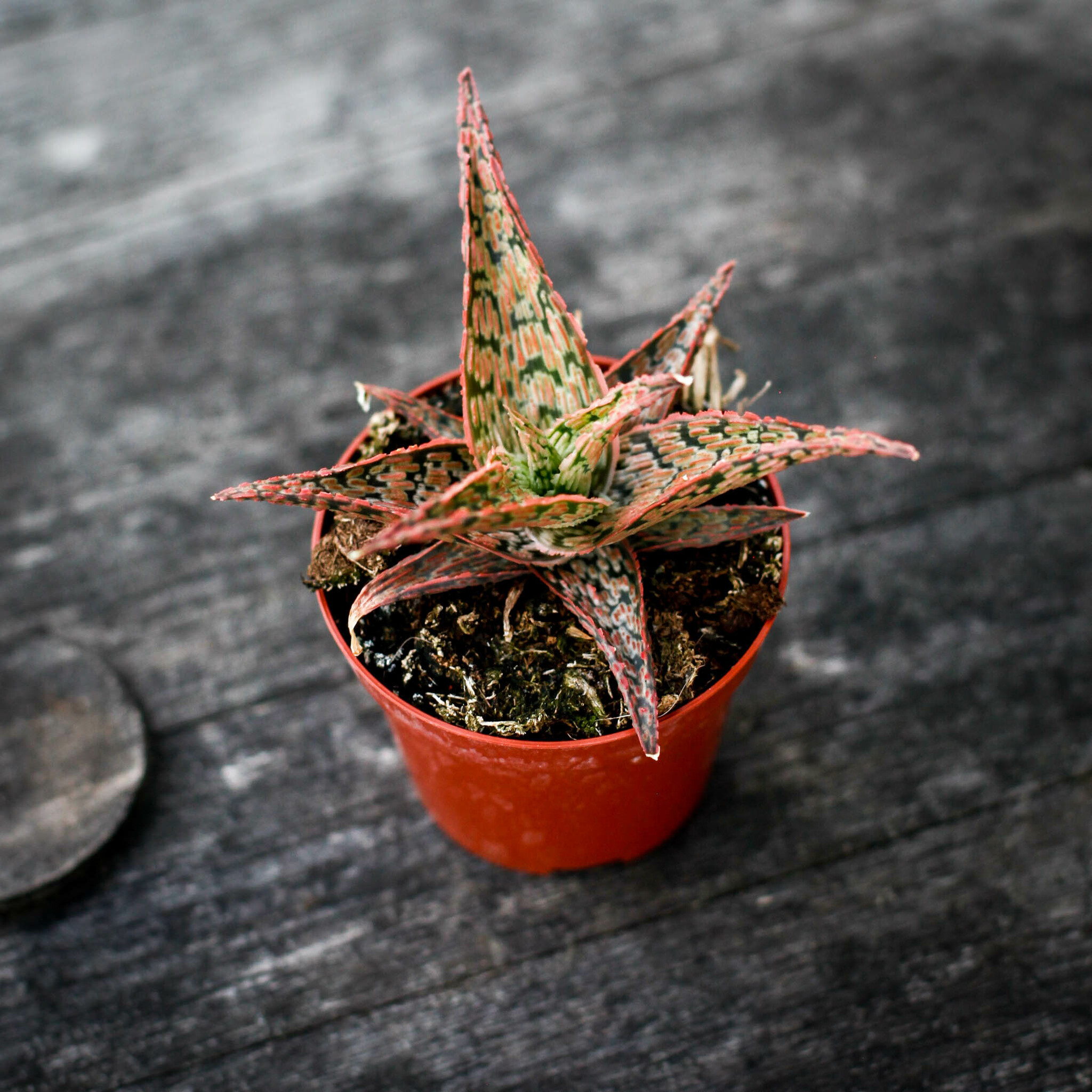 Aloe Carola med rosa toner och tandade blad