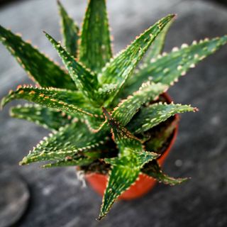 Aloe 'Thiba' 10,5 cm