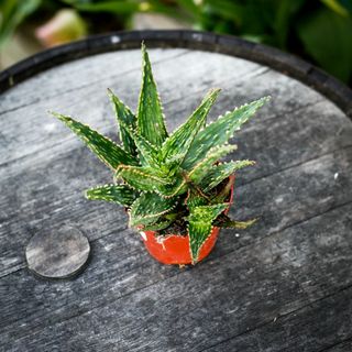 Aloe 'Thiba' 10,5 cm