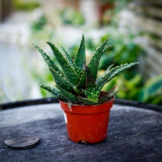 Aloe 'Thiba' 10,5 cm