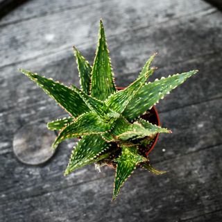 Aloe 'Thiba' 10,5 cm